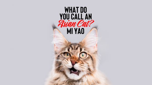 Search Results Quote - What do you call an asian cat? Mi yao. Unknown Authors