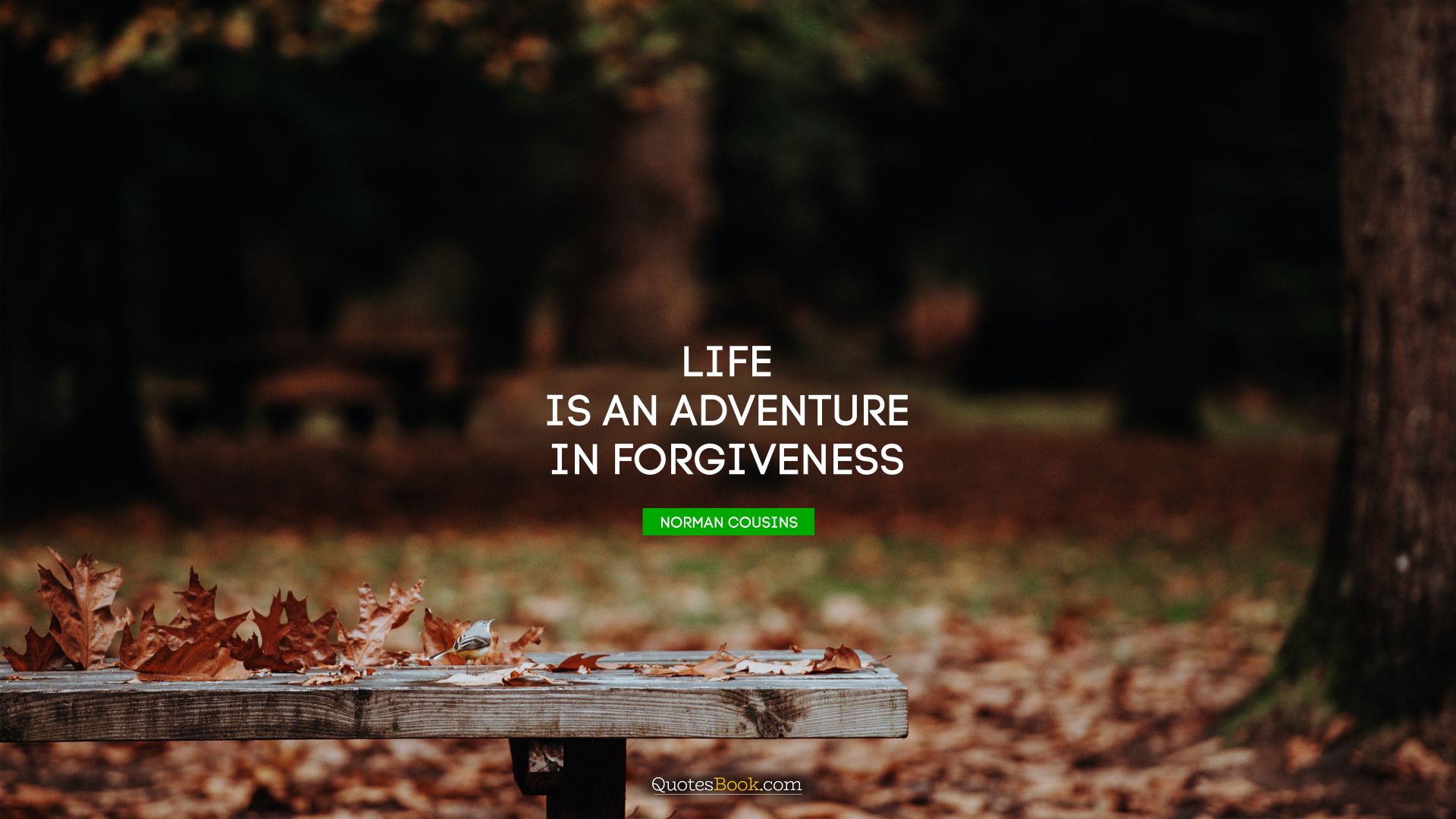 Life is an adventure in forgiveness. - Quote by Norman Cousins