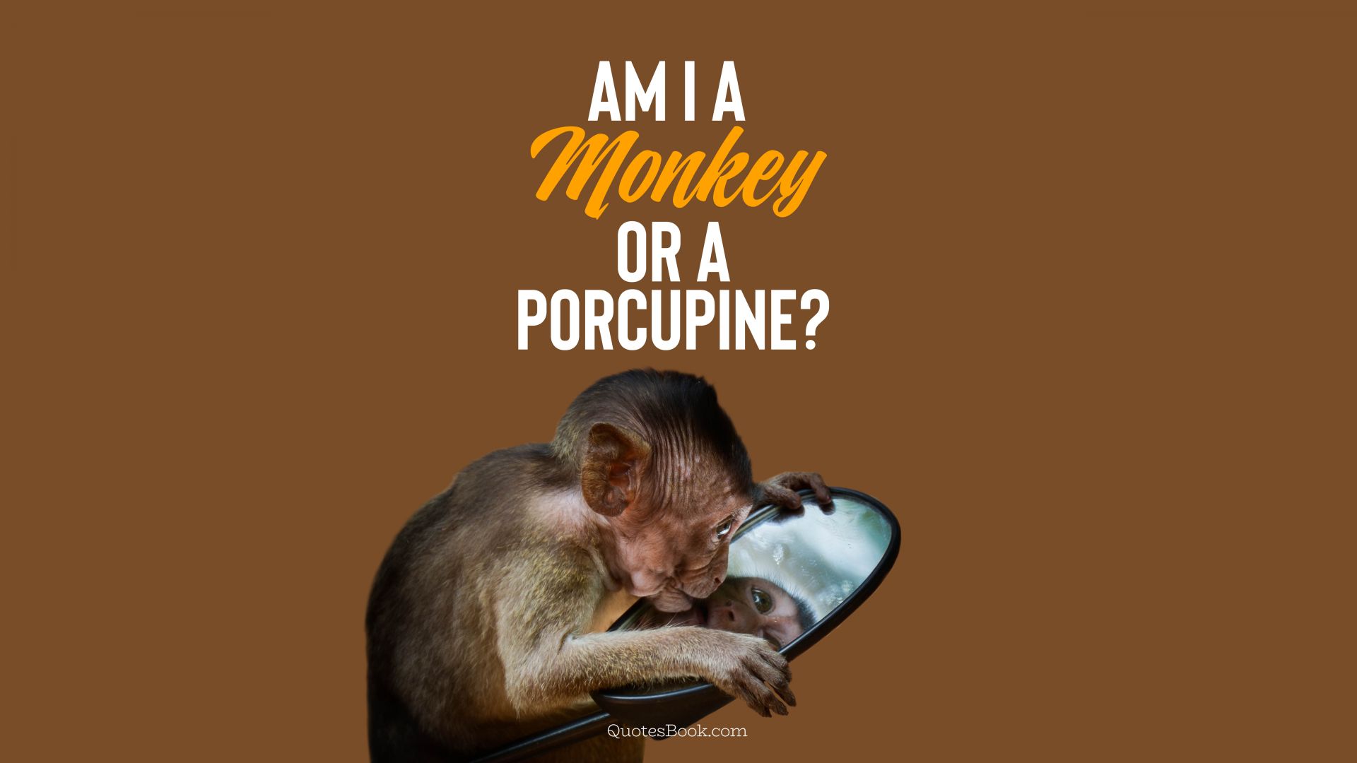 Am I a monkey or a porcupine?