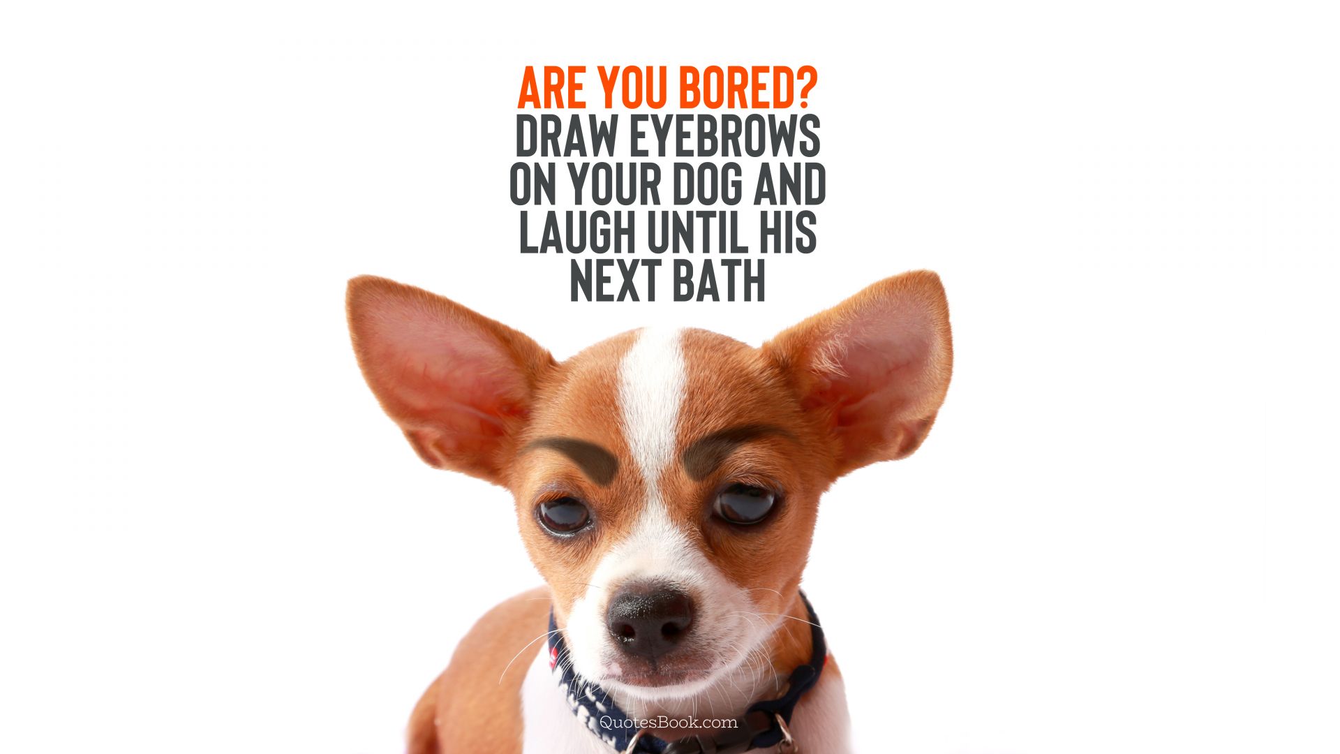 Are you bored? Draw eyebrows on your dog and laugh until his next bath