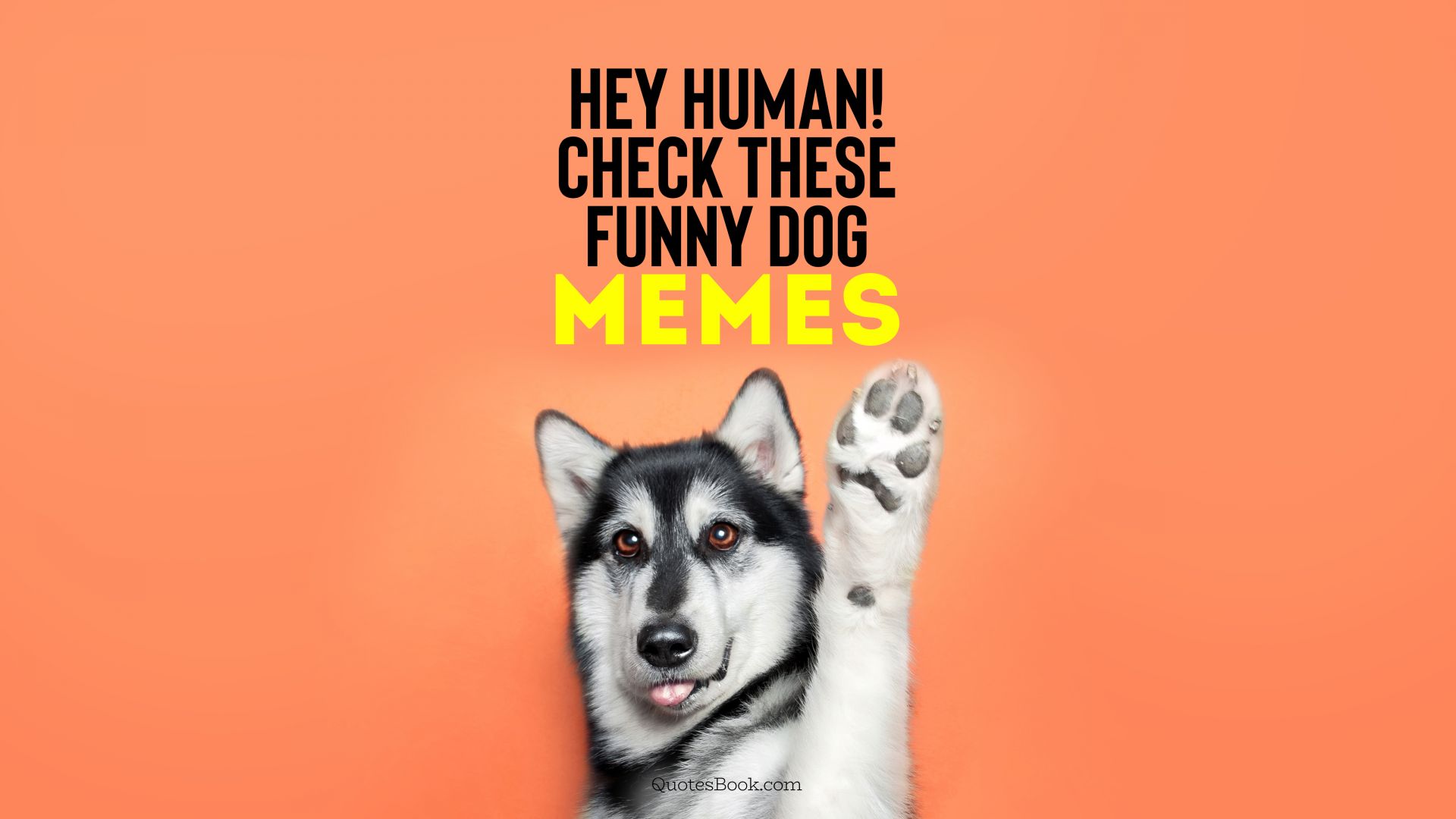 Hey human! Check these funny dog memes