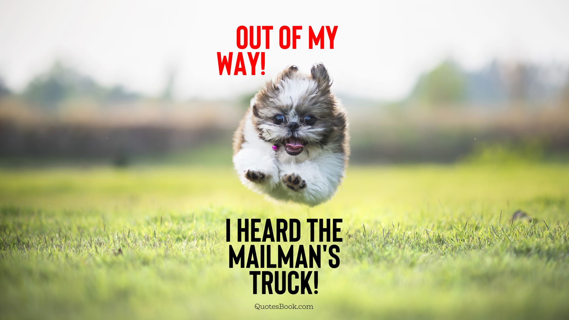 Out of my way! I heard the mailman's truck!