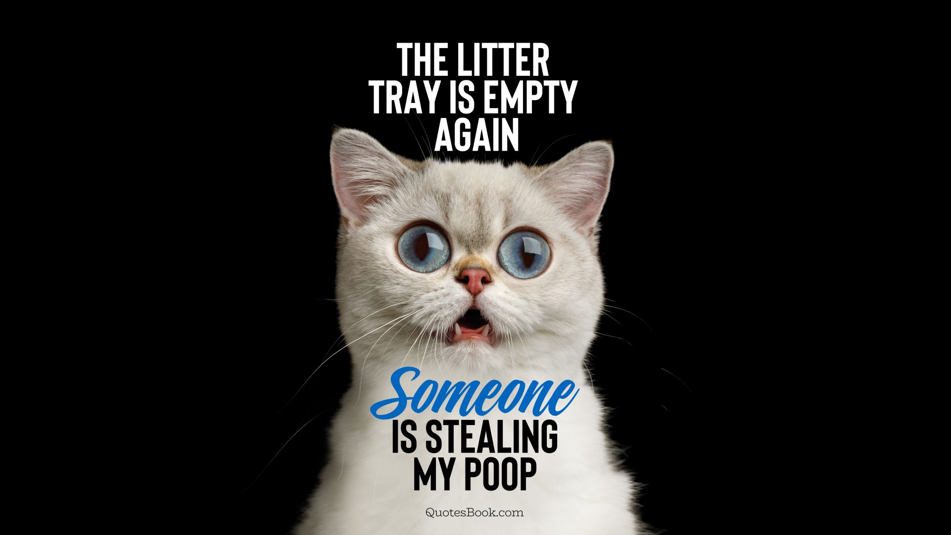 The litter tray is empty again someone is stealing my poop