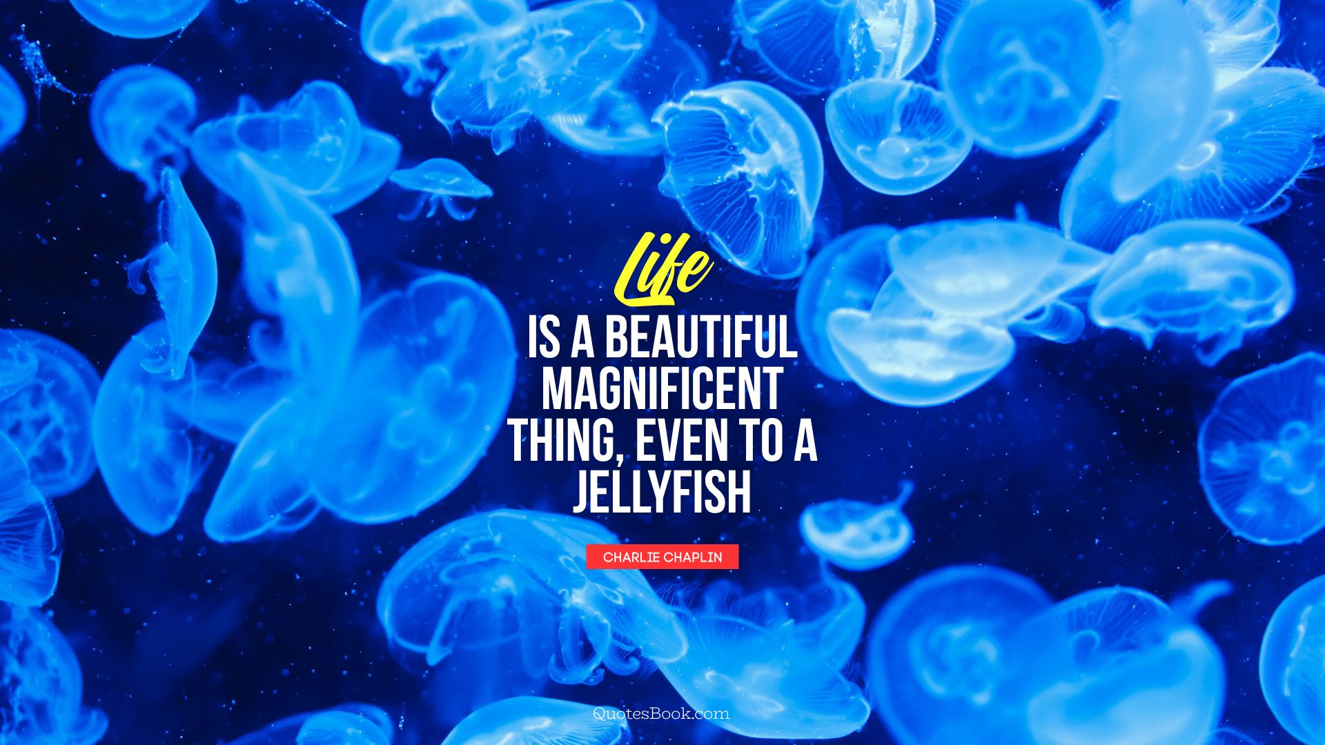 Life is a beautiful magnificent thing, even to a jellyfish. - Quote by Charlie Chaplin