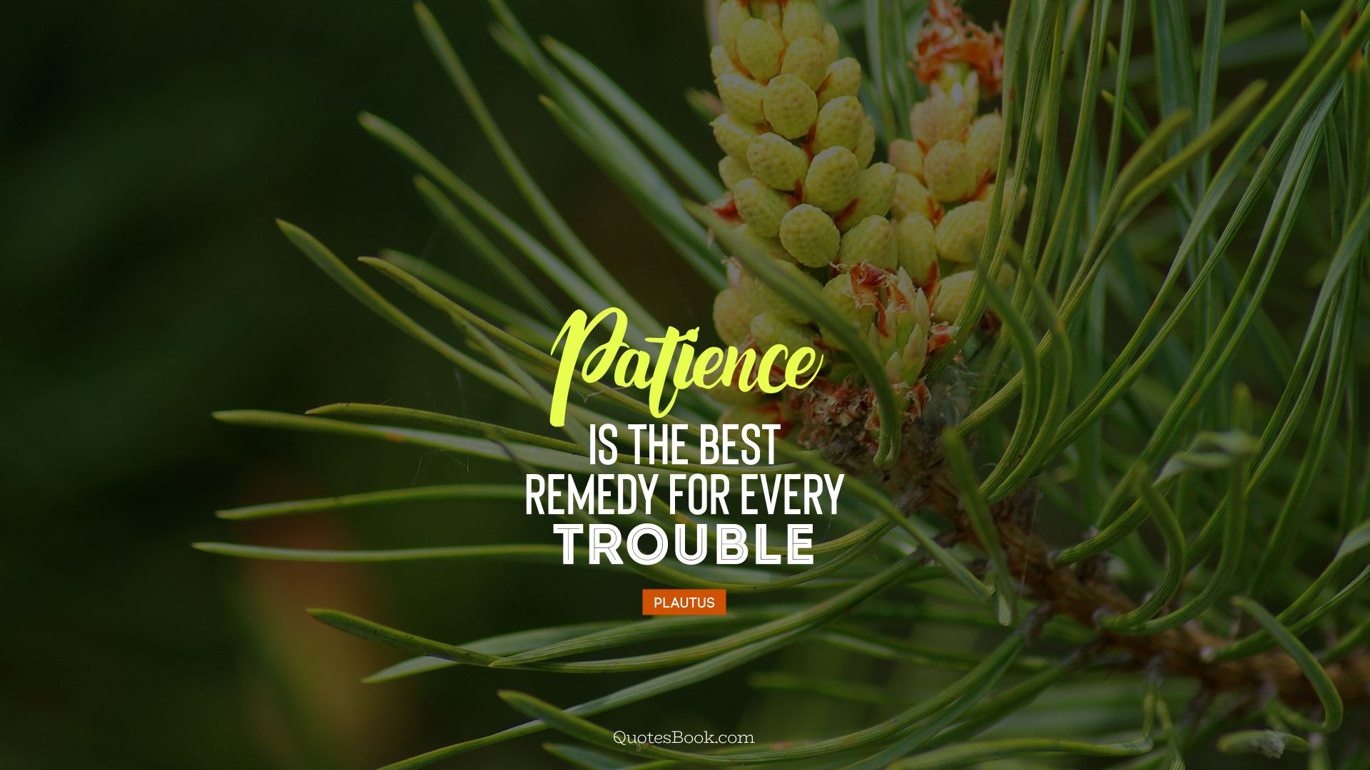 Patience is the best remedy for every trouble. - Quote by Plautus