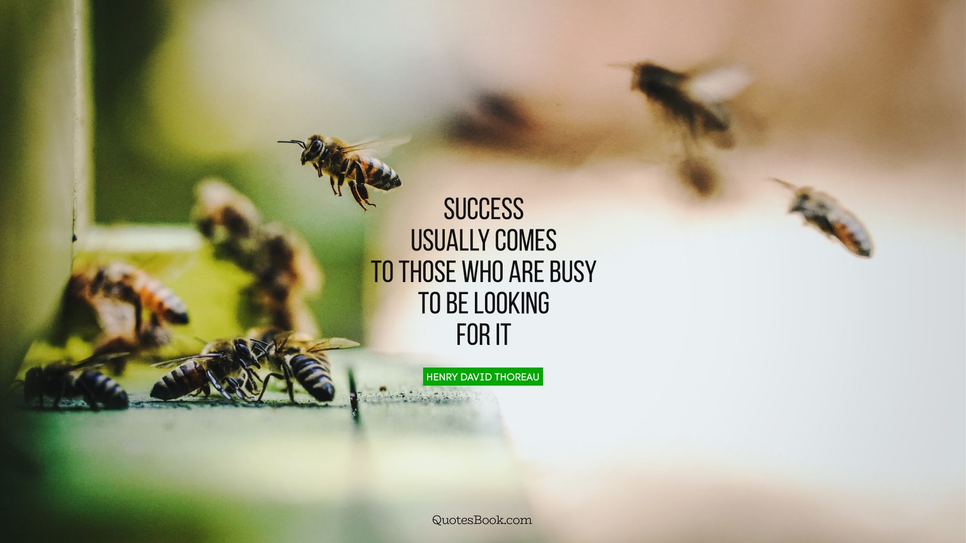 Success usually comes to those who are busy to be looking for it. - Quote by Henry David Thoreau