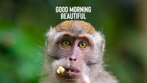 Memes Quote - Good morning beautiful. Unknown Authors
