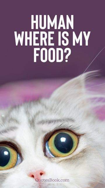 Memes Quote - Human where is my food?. Unknown Authors